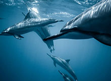 世界杯直播app下载-还记得这球吗？祖马后场一条龙连过5人后高射炮踢飞，逗笑兰帕德